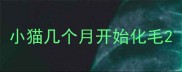 小猫几个月开始化毛