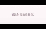 猫注射疫苗后起包