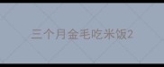 三个月金毛吃米饭