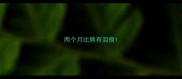 两个月比熊有泪痕