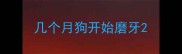几个月狗开始磨牙
