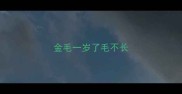 金毛一岁了毛不长