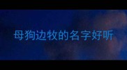 母狗边牧的名字好听