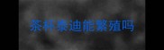 茶杯泰迪能繁殖吗