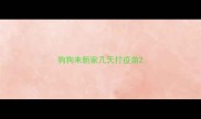 狗狗来新家几天打疫苗