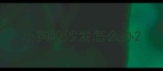 小狗咬沙发怎么办