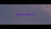 两个月小狗吃了肉