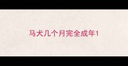 马犬几个月完全成年