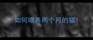 如何喂养两个月的猫