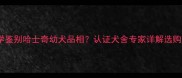 如何科学鉴别哈士奇幼犬品相认证犬舍专家详解选购全攻略