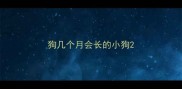 狗几个月会长的小狗