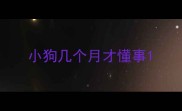 小狗几个月才懂事