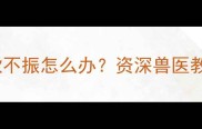 拉布拉多怀孕期食欲不振怎么办资深兽医教你5招科学应对指南