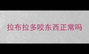 拉布拉多咬东西正常吗
