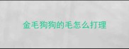 金毛狗狗的毛怎么打理