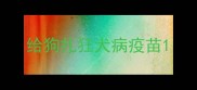 给狗扎狂犬病疫苗