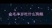 金毛半岁吃什么狗粮
