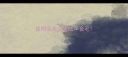 昆明金毛出售成年金毛