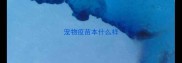 宠物疫苗本什么样