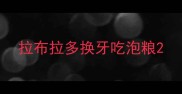 拉布拉多换牙吃泡粮