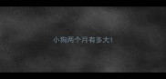 小狗两个月有多大