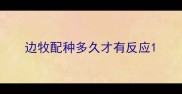 边牧配种多久才有反应
