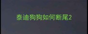 泰迪狗狗如何断尾
