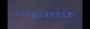 一个月的小金毛怎么养