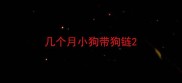 几个月小狗带狗链