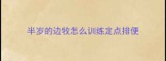 半岁的边牧怎么训练定点排便