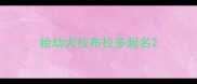 给幼犬拉布拉多起名
