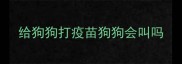 给狗狗打疫苗狗狗会叫吗