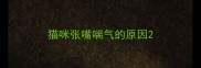 猫咪张嘴喘气的原因