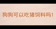 狗狗可以吃猪饲料吗