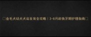 金毛犬幼犬犬齿发育全攻略3-8月龄换牙期护理指南