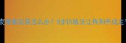 泰迪犬半夜偷偷拉屎怎么办5步训练法让狗狗养成定时排便习惯