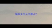 猫咪走丢会去哪儿