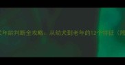边境牧羊犬年龄判断全攻略从幼犬到老年的12个特征附对比图