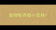 宠物龟养殖小百科