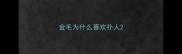 金毛为什么喜欢扑人