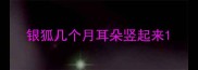 银狐几个月耳朵竖起来