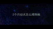 2个月幼犬怎么喂狗粮