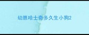 幼崽哈士奇多久生小狗