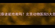 猫咪低温昏迷能抢救吗北京动物医院5大急救措施