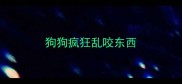狗狗疯狂乱咬东西