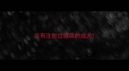 没有注射过疫苗的成犬