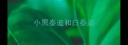 小黒泰迪和白泰迪