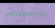 刚出生的金毛吃什么好