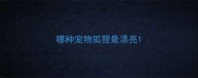 哪种宠物狐狸最漂亮
