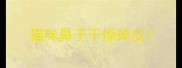 猫咪鼻子干燥掉皮